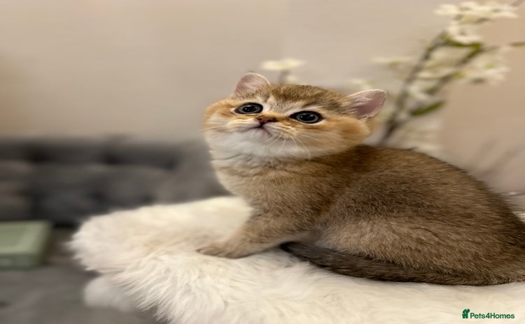 British Shorthair cats - Advert 13