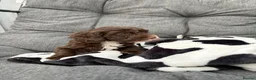 Cockapoo dogs for sale: Premium Cockapoo Puppies in Wakefield - Advert 2