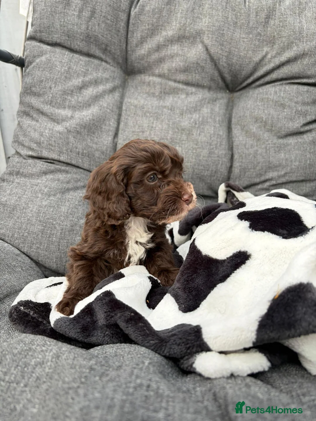 Cockapoo dogs for sale: Premium Cockapoo Puppies in Wakefield - Advert 2