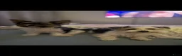 Biewer Terrier dogs for sale:  🐾🐶Beautiful Biewer Terrier Puppies🐾🐶 - Advert 12