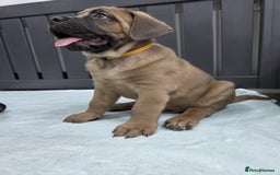 Cane Corso dogs for sale: Excellent Formentino Corso male puppies for sale.  - Image 30