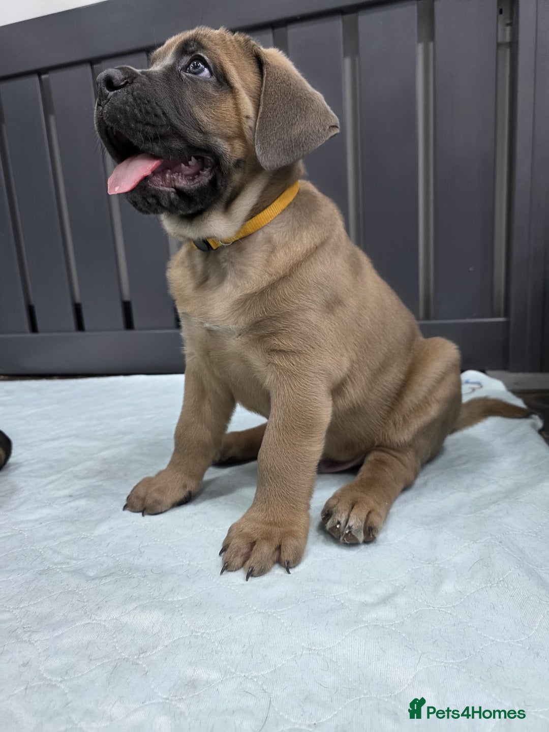 Cane Corso dogs for sale: Excellent Formentino Corso male puppies for sale.  - Image 30