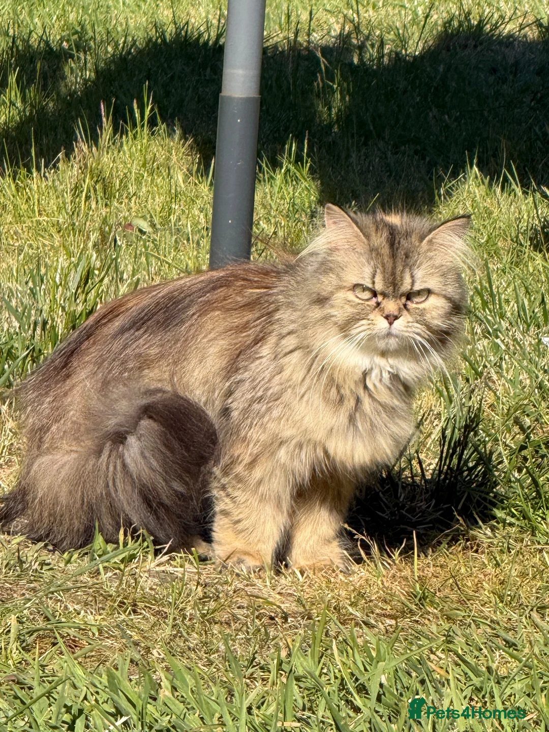 Mixed Breed cats for sale: Beautiful Persian ragdoll mixed babies.  - Advert 1
