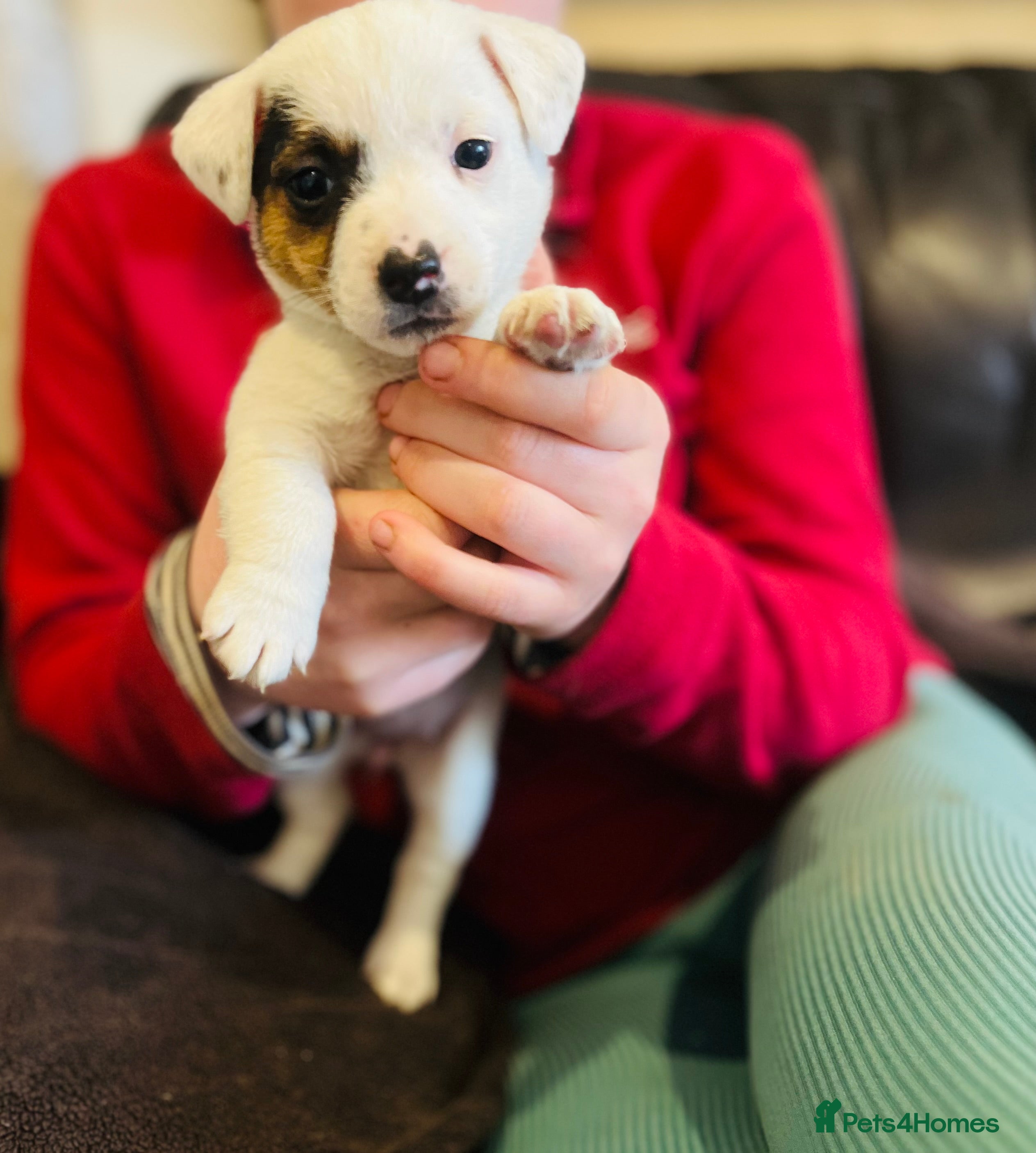 Jack Russell dogs Jack Russell Puppies - Advert 2