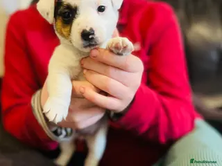 Jack Russell dogs Jack Russell Puppies - Advert 6