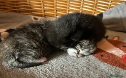 Mixed Breed cats for sale: Gorgeous kittens  - Advert 6