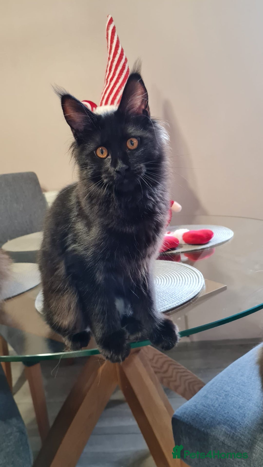 Maine Coon cats for sale: ✨2 GCCF Females Ready to go!✨ - Advert 19