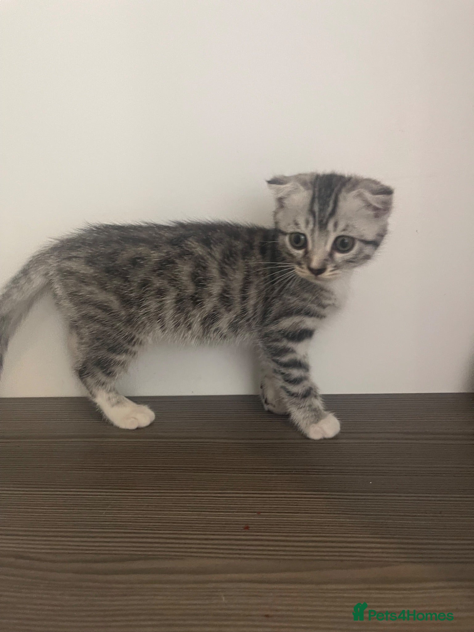 Mixed Breed cats Silver Bengal x Scottish fold Rare kittens  - Advert 1