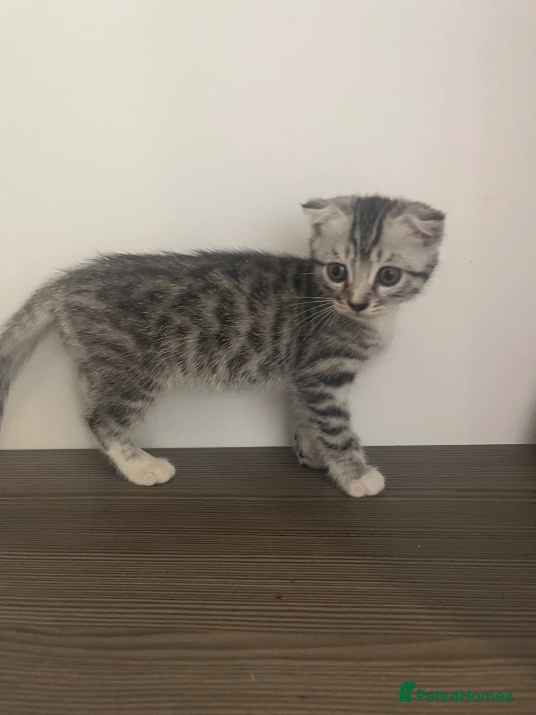 Mixed Breed cats for sale: Silver Bengal x Scottish fold Rare kittens  - Advert 1