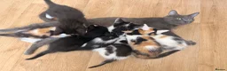 Mixed Breed cats for sale: Kittens for Sale  - Advert 6