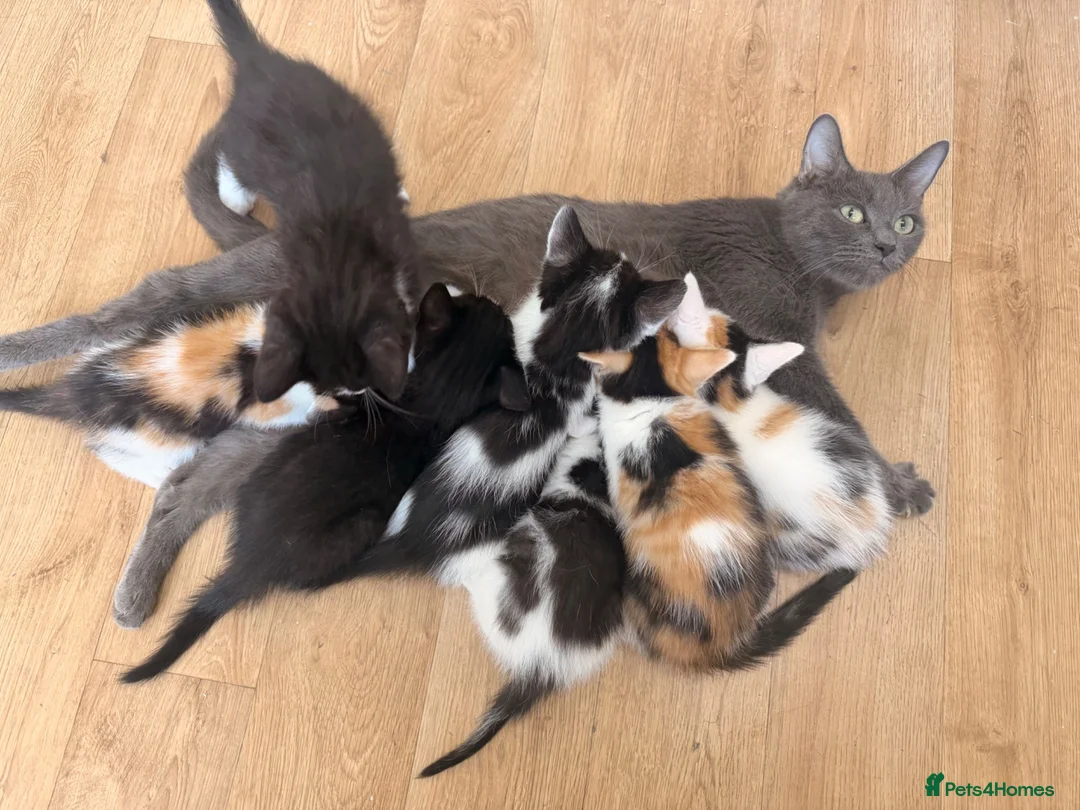 Mixed Breed cats for sale: Kittens for Sale  - Advert 6