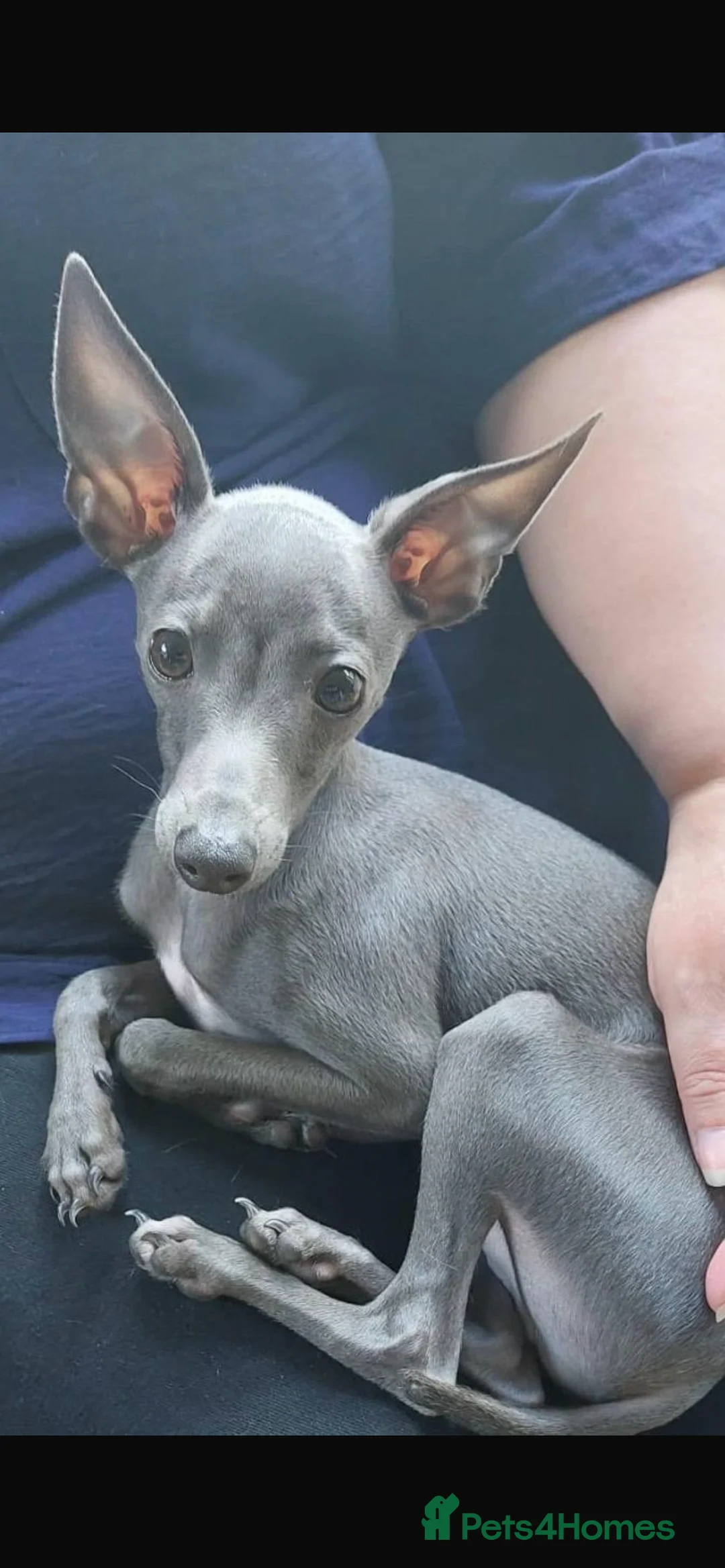 Italian Greyhound dogs for sale:     Italian Greyhound. Babies  - Advert 12