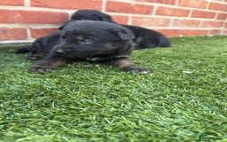 German Shepherd dogs for sale: German shepherd puppies  - Image 2