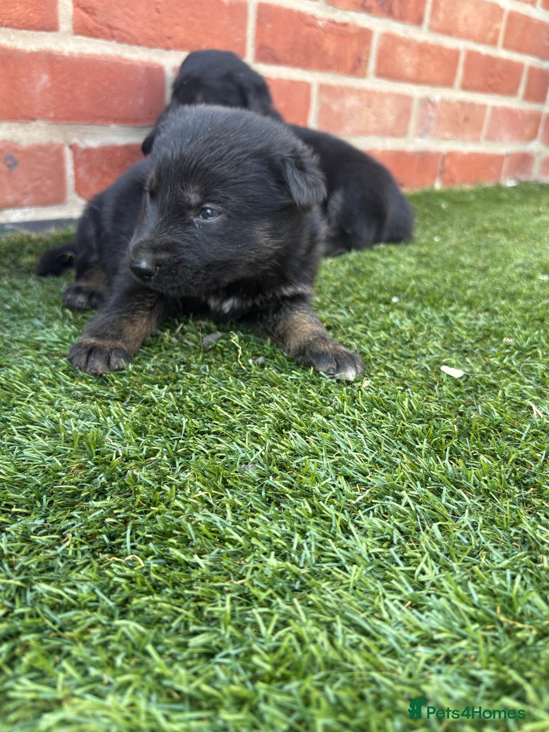 German Shepherd dogs for sale: German shepherd puppies  - Image 2