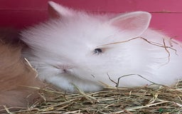 Lionhead rabbits for sale: 2 male left. 6 females  - Image 4