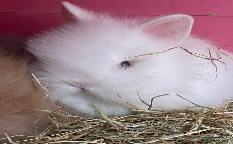 Lionhead rabbits - Advert 4