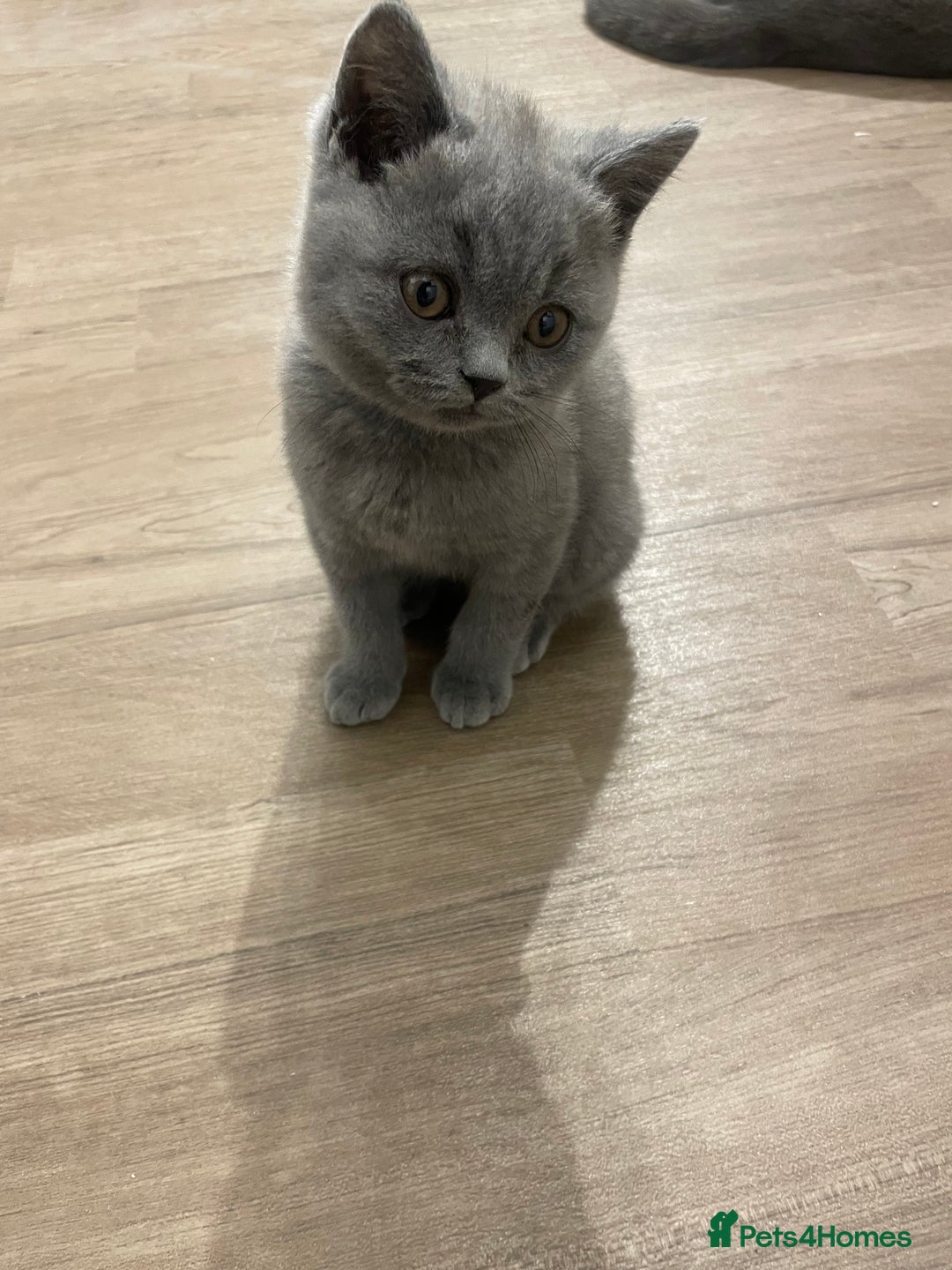 British Shorthair cats for sale:  British shorthair kittens Pedigree registered - Advert 10