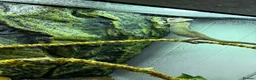 Chameleon reptiles for sale: Veiled Chameleon, Male, 2 years, comes with setup. in Bolton - Advert 4