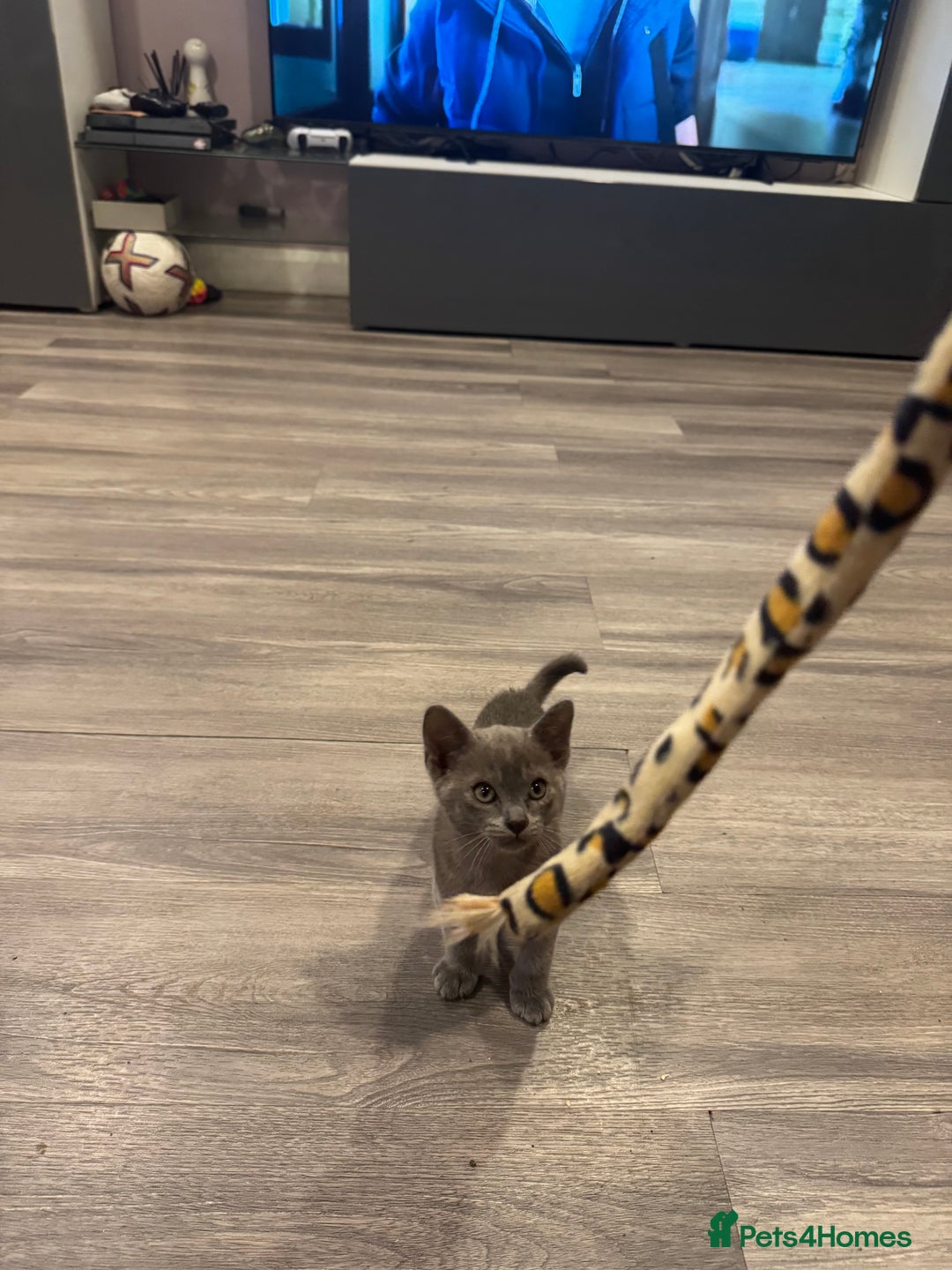 Burmese cats for sale: Burmese kittens  - Advert 4