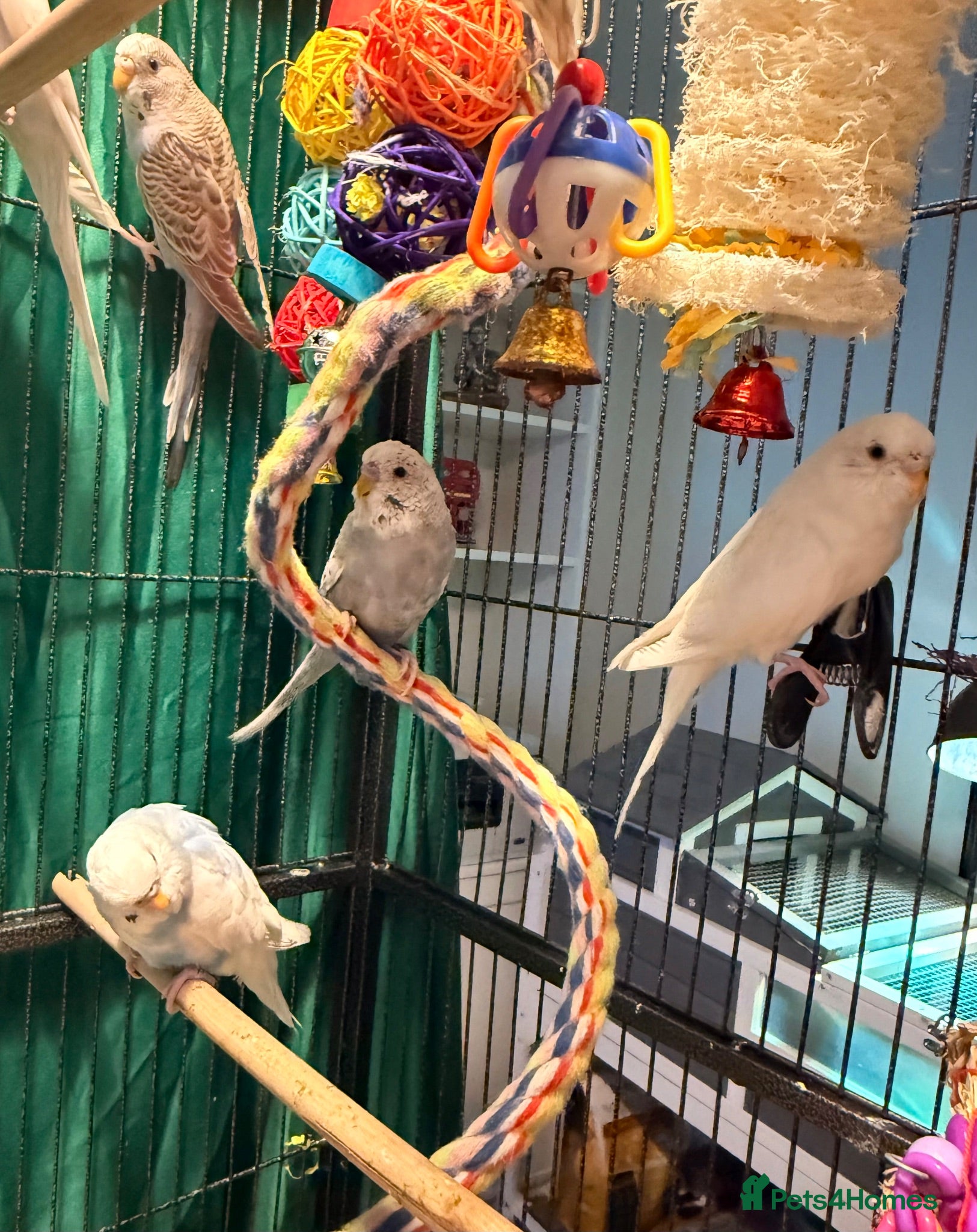 Budgerigars birds young  budgies available  Wa7  area   - Advert 2