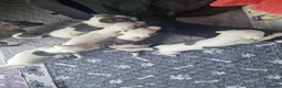 Whippet dogs for sale: Heart and DNA tested Blue Parti Whippet Puppies. - Advert 18
