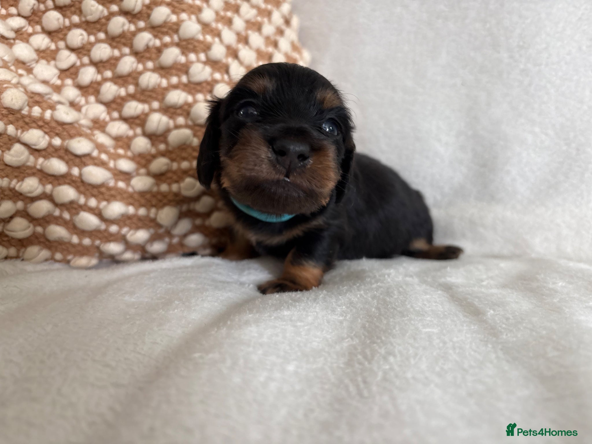 Miniature Dachshund dogs Boy & girl Miniature longhaired PRA clear - Advert 6