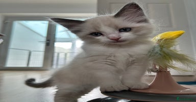 Ragdoll cats - Advert 16