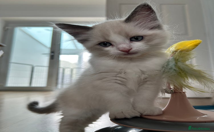 Ragdoll cats - Advert 11