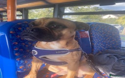 Mixed Breed dogs for sale: Elvis - Image 2