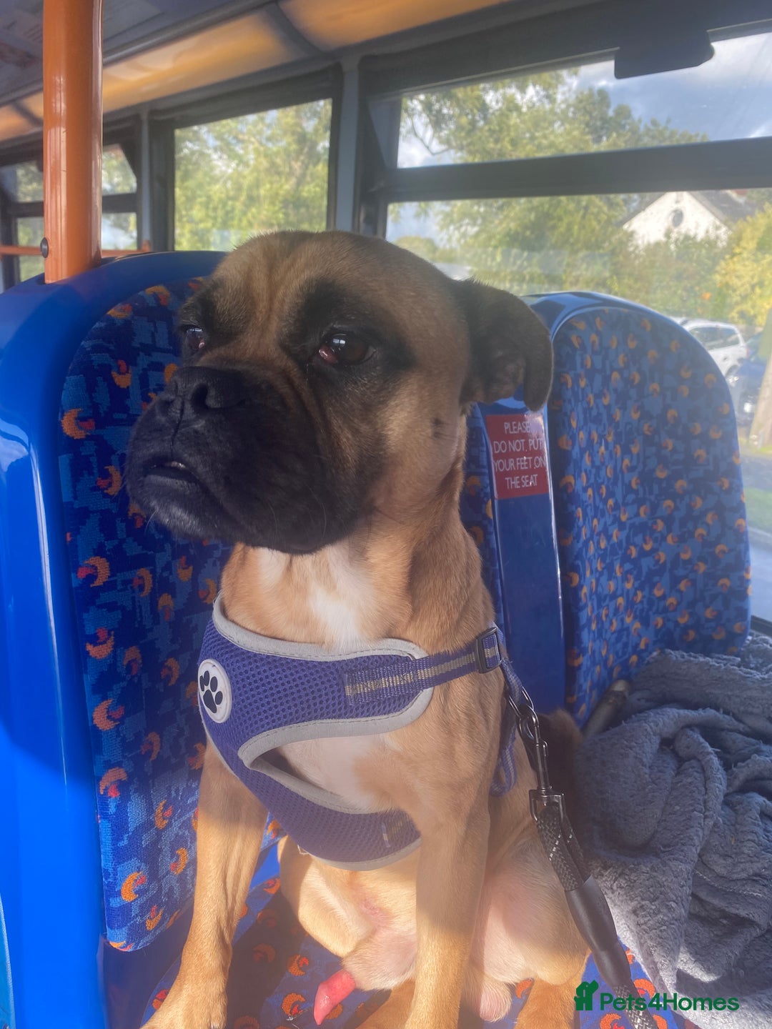 Mixed Breed dogs for sale: Elvis - Image 2