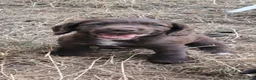 Sprocker dogs for sale: SPROCKER (ENGLISH SPRINGER X COCKER SPANIEL) PUPS - Advert 5