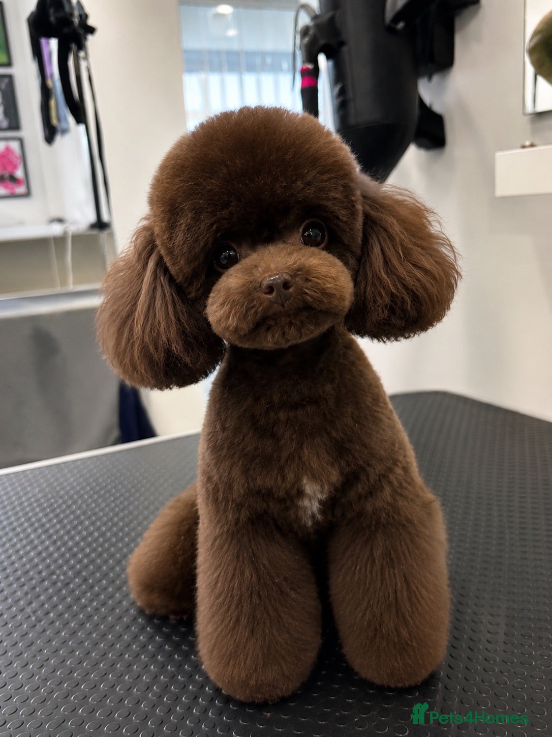 Toy Poodle dogs Tiny Asian Toy Poodle for stud duties  - Advert 2