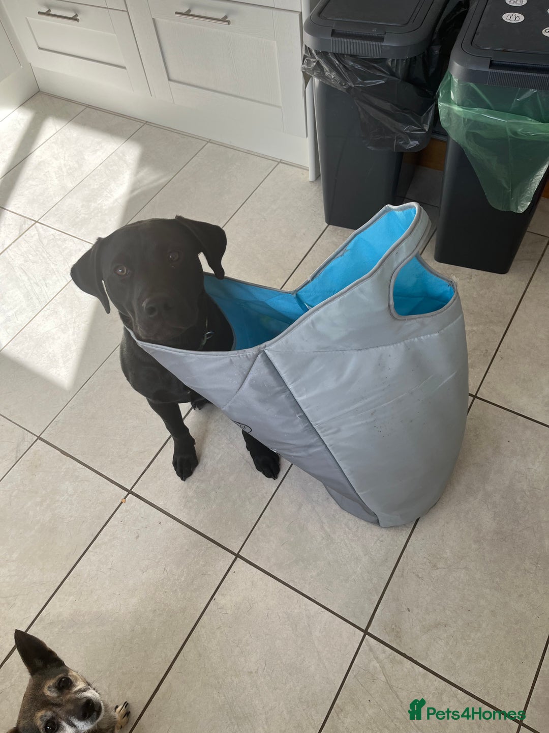 Mixed Breed dogs for sale: Male Labrador X American bulldog  - Advert 1