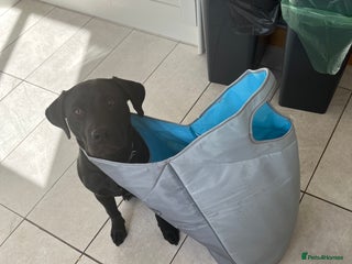 Mixed Breed dogs Male Labrador X American bulldog - Advert 1