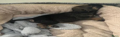 Male 1