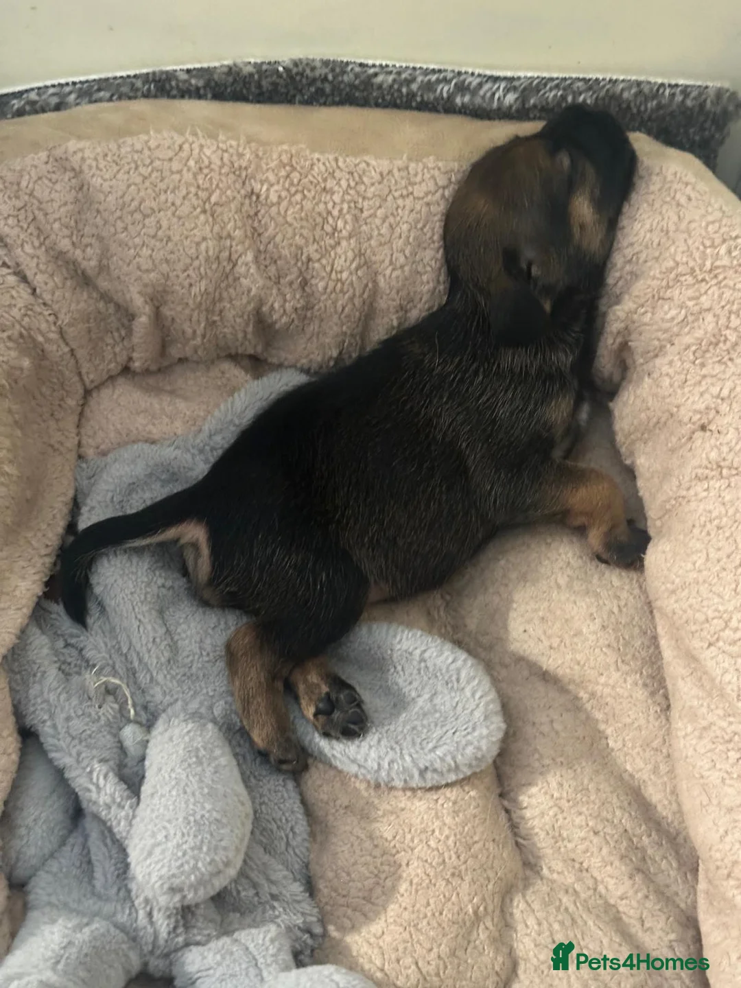 Mixed Breed dogs for sale: BORDER TERRIER X BEDLINGTON TERRIER PUPPIES  in Dewsbury - Advert 2