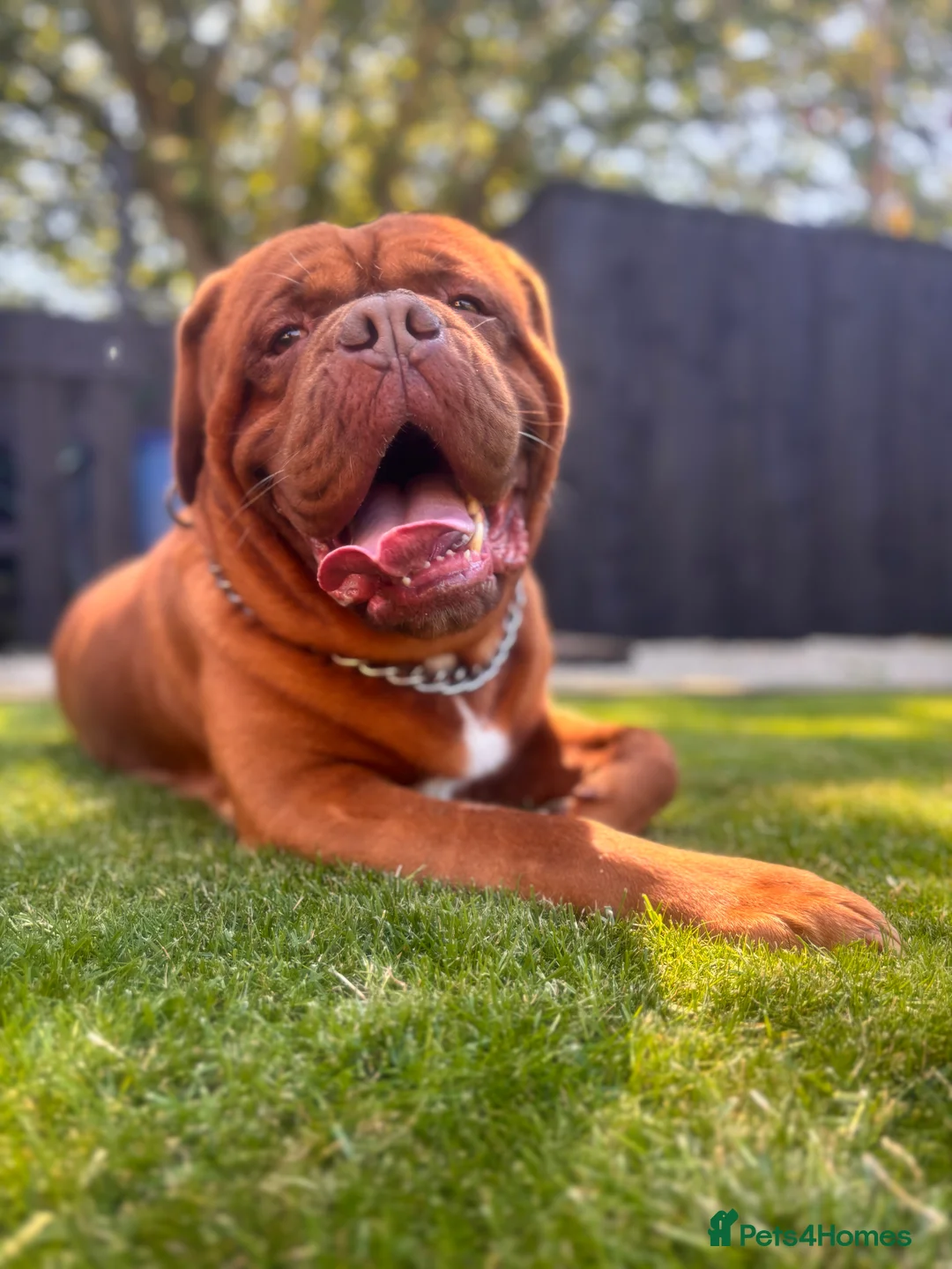Dogue De Bordeaux dogs for stud: **STUD** not for sale kc Bordeaux  - Advert 2