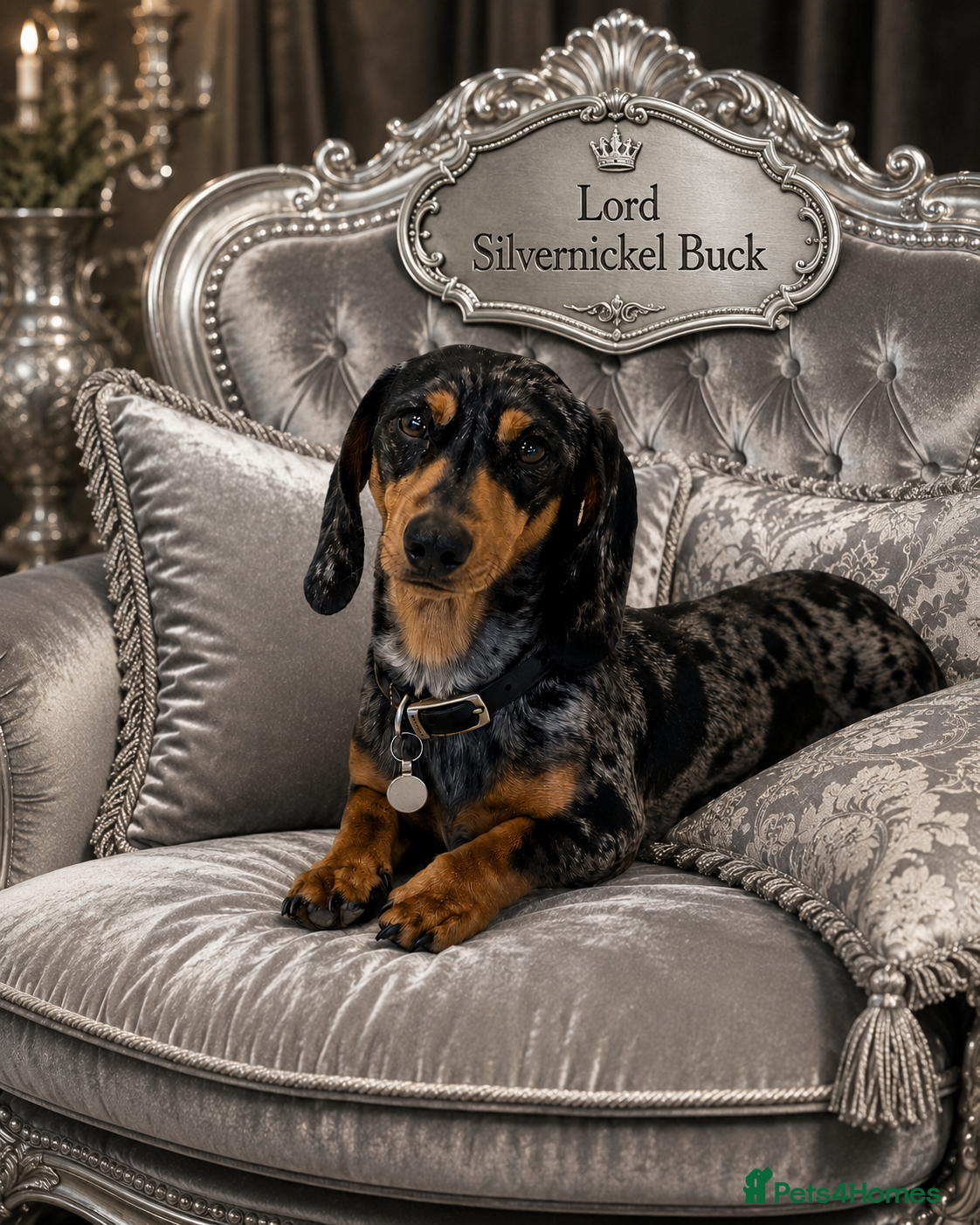 Miniature Dachshund dogs Fully health tested Stud - Lord Silvernickel Buck  - Advert 23
