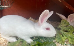 Mixed Breed rabbits for sale: Baby bunnies.  Dwarf x New Zealand - Image 5