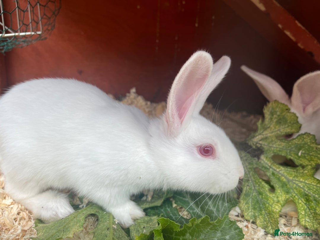 Mixed Breed rabbits for sale: Baby bunnies.  Dwarf x New Zealand - Image 5