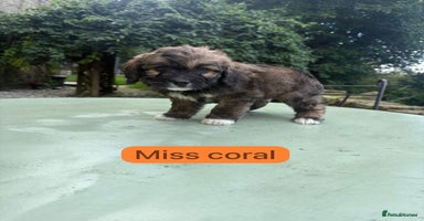 Saint Bernard dogs - Advert 15
