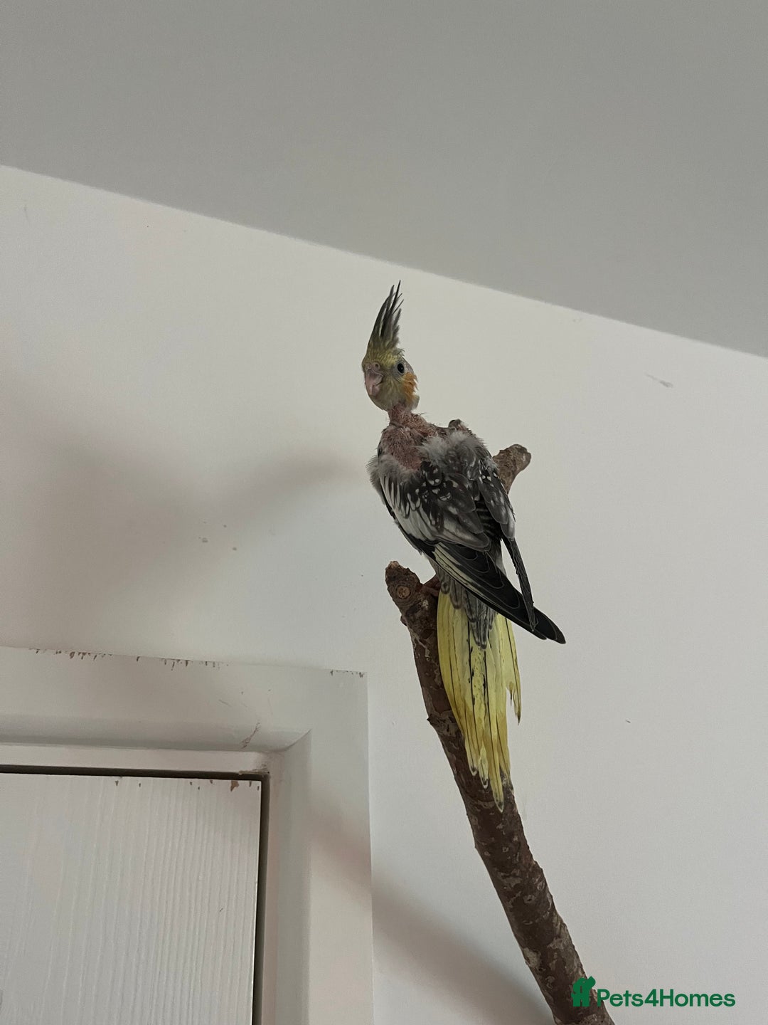 Cockatiels birds for sale: Hand reared tame Baby Cockertiel  - Image 6