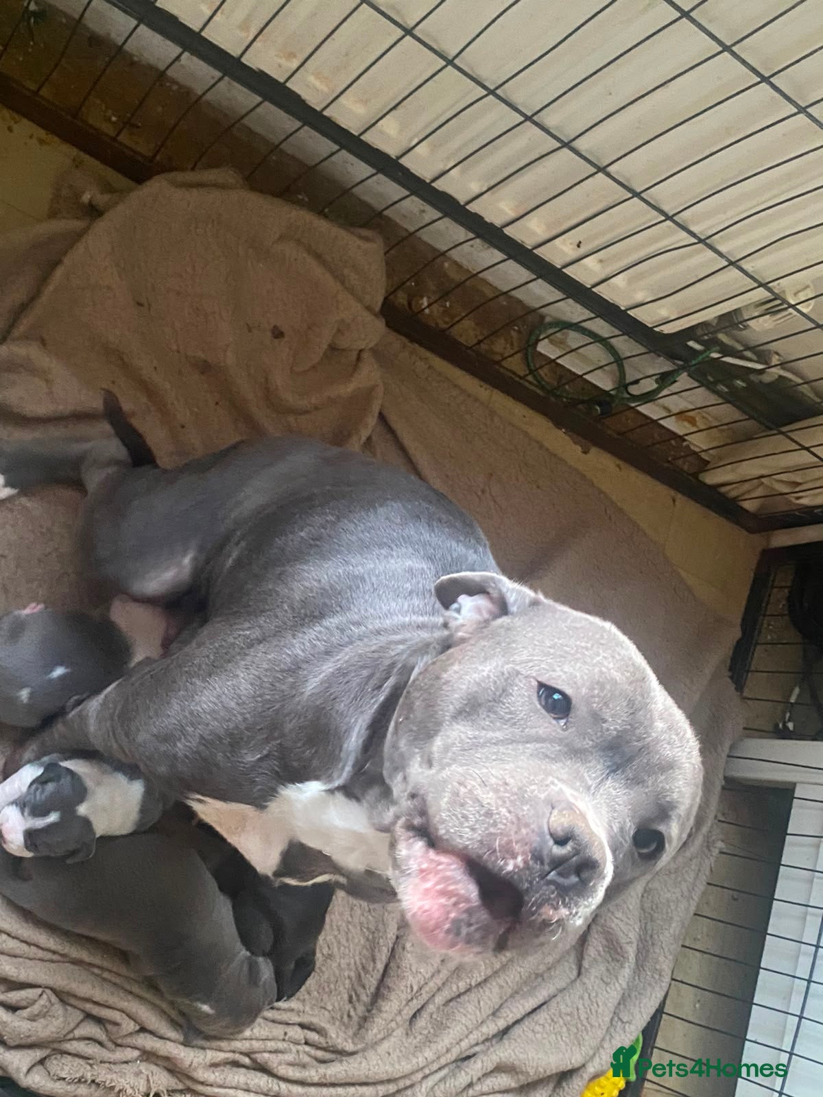 Staffordshire Bull Terrier dogs Blue staffie puppies  - Advert 3