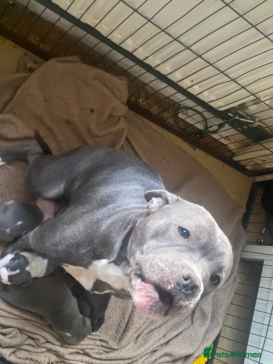 Staffordshire Bull Terrier dogs for sale: Blue staffie puppies  - Advert 1