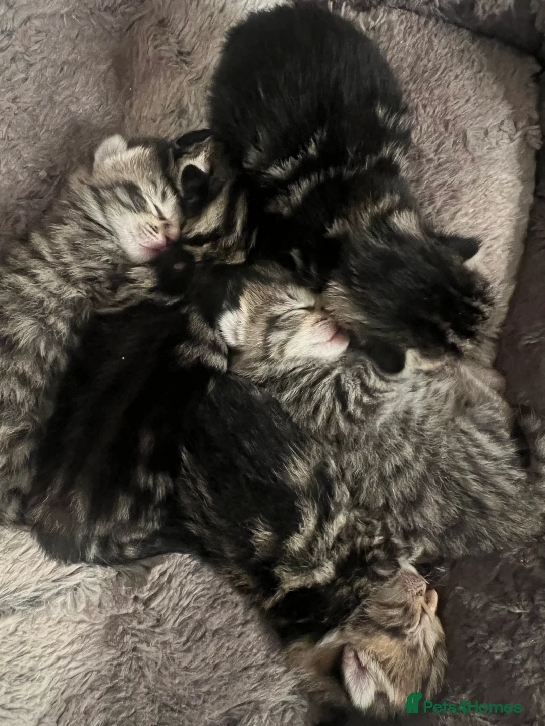 Domestic Shorthair cats for sale: Tabby tortoise shell domestic shorthair kittens - Advert 3