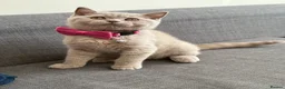 British Shorthair cats for sale: Gccf register British shorthair ready to go! - Advert 19