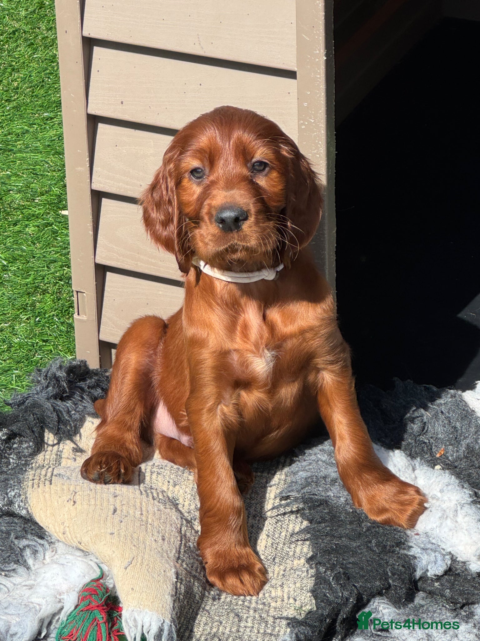 Irish Setter dogs Stunning KC Male Pup - Advert 3