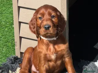 Irish Setter dogs Stunning KC Male Pup - Advert 3