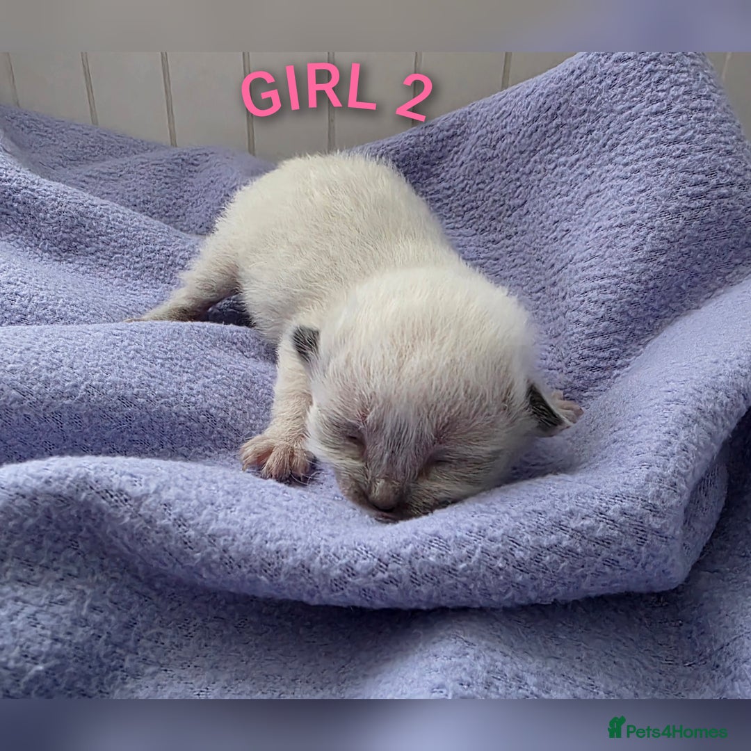 Ragdoll cats for sale: Ragdoll kittens😻🩵💜4 Girls and 1 Boy🙀 - Image 3
