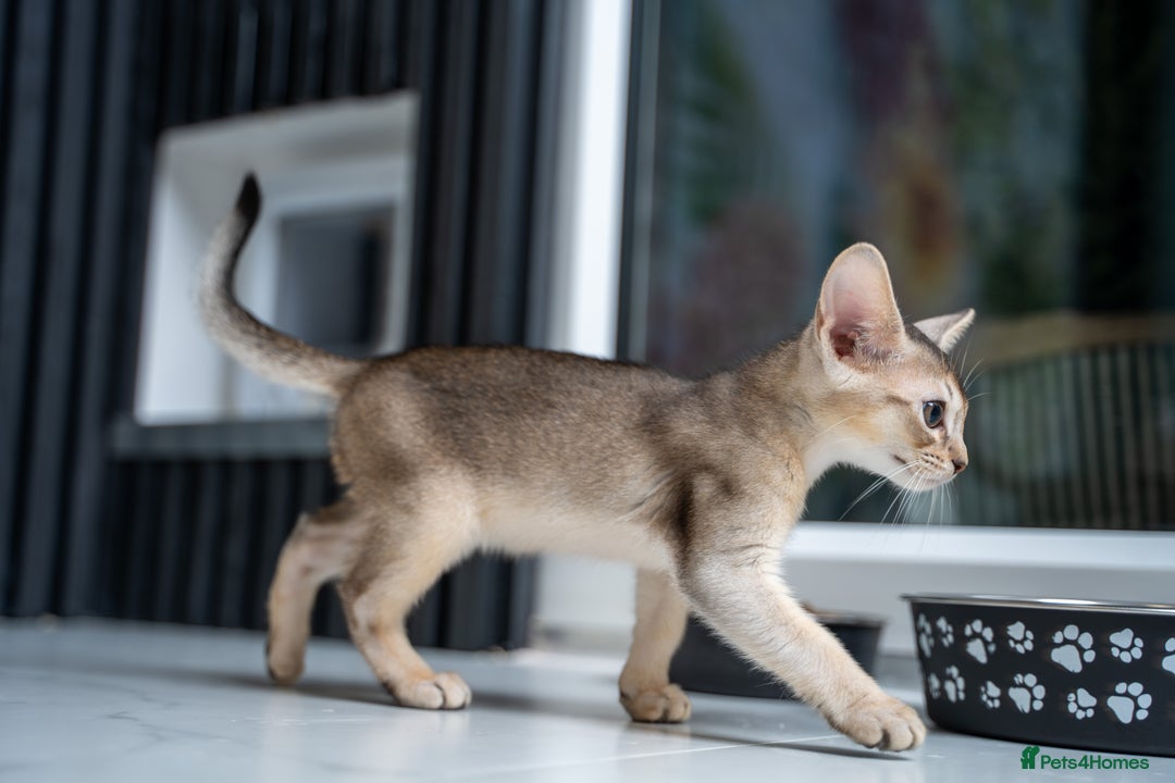 Abyssinian cats for sale: SILVER ABYSSINIAN-Winston-Rare and Exceptional  - Advert 17